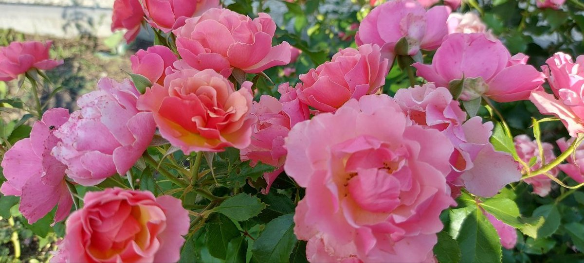 Роза Жан Кокто