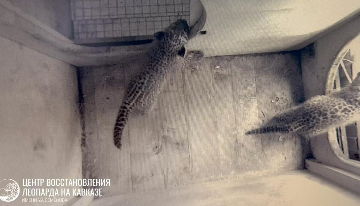    Скриншот видео t.me/leopardcenter