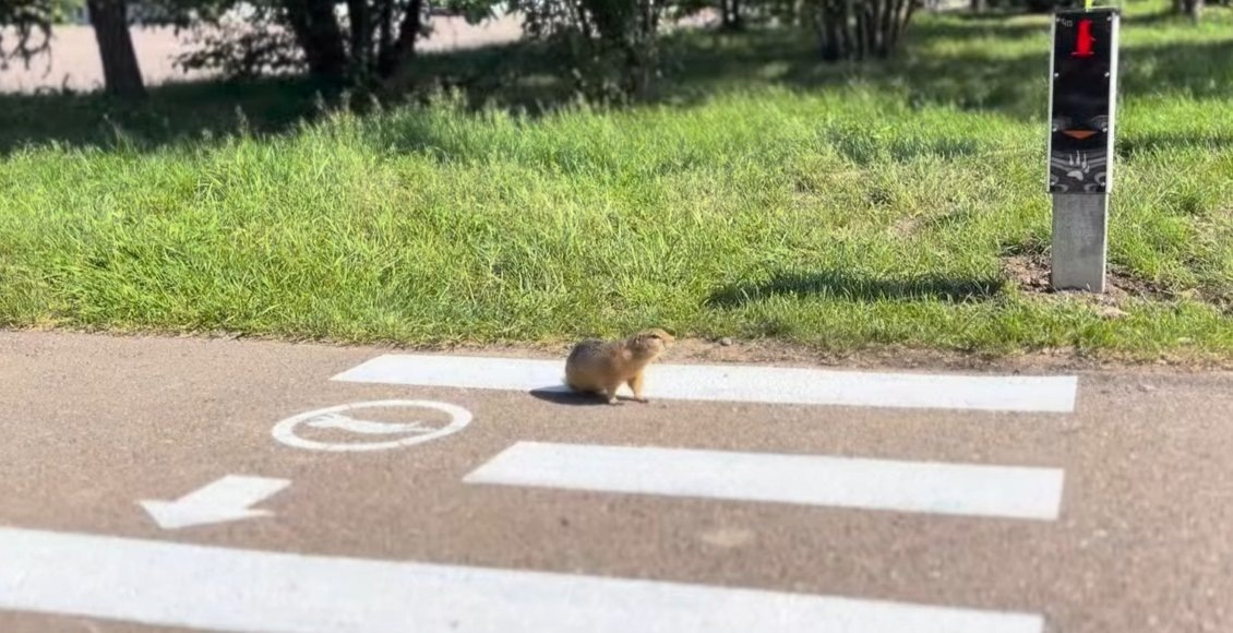    Фото: Татышев-парк