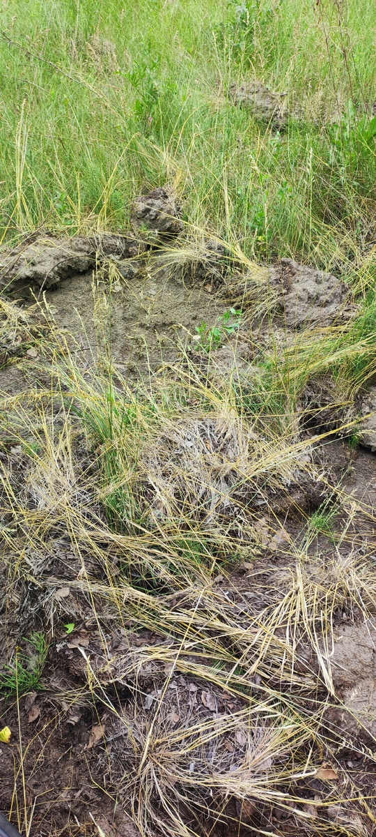 кабаны прошли