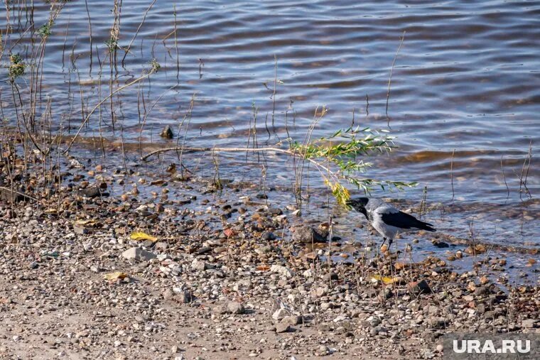 После купания на конечностях мужчины образовались крупные красные пятна, похожие на укусы комаров. Фото: Руслан Яроцкий © URA.RU