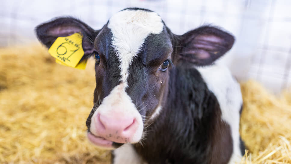Фото: Олег Харсеев / Коммерсантъ