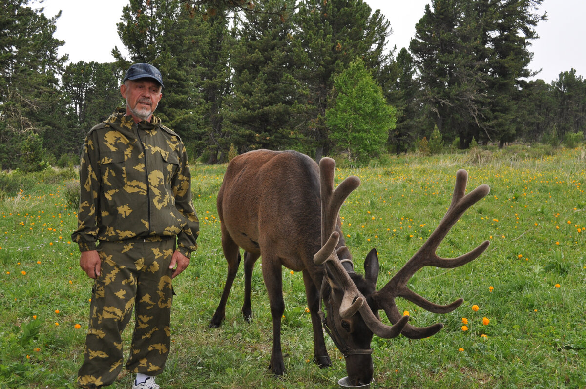 Марал. Автор фото: Ирина Жарикова