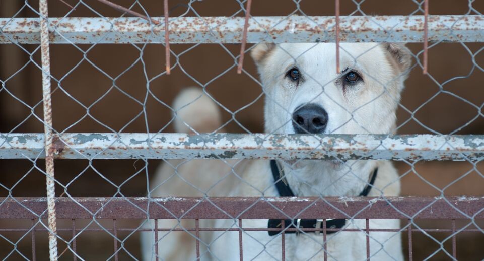    Шереметьевский приют для собак в Химках / Медиасток.рф