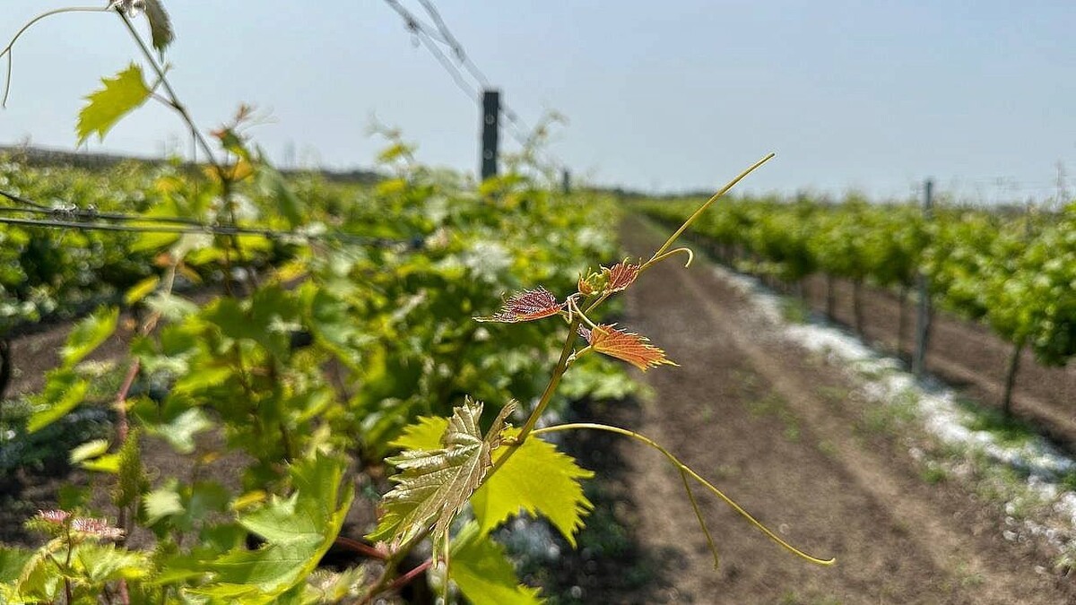    Фото: телеканал «Краснодар»