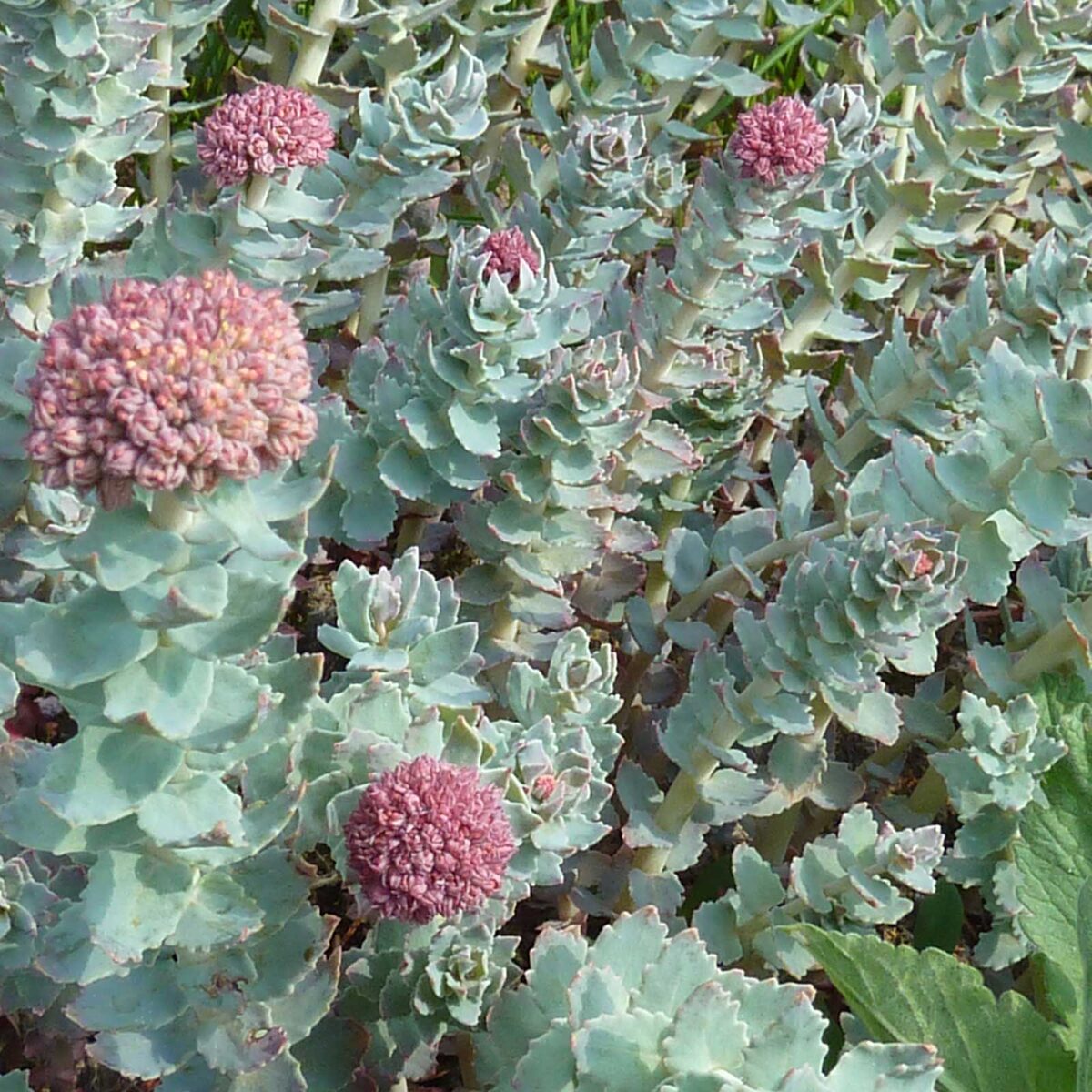 Родиола розовая (очиток розовый)