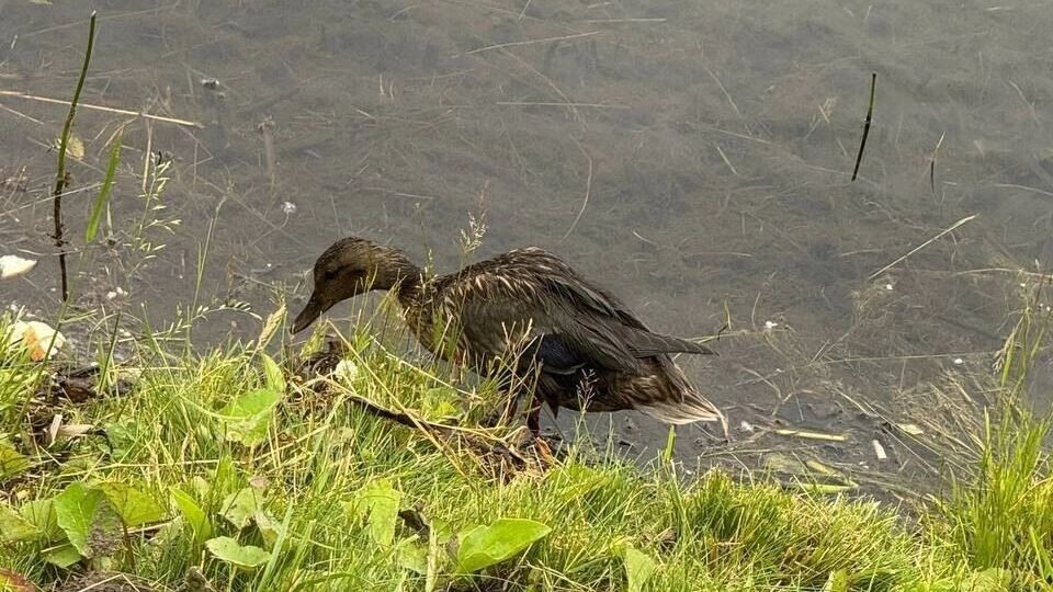     Источник: ЧС Тюмень