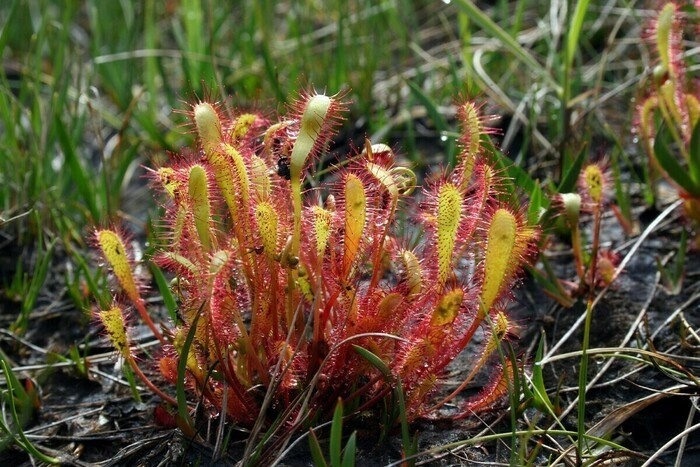 Росянка английская