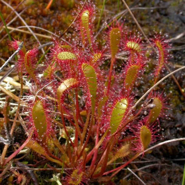 Росянка английская