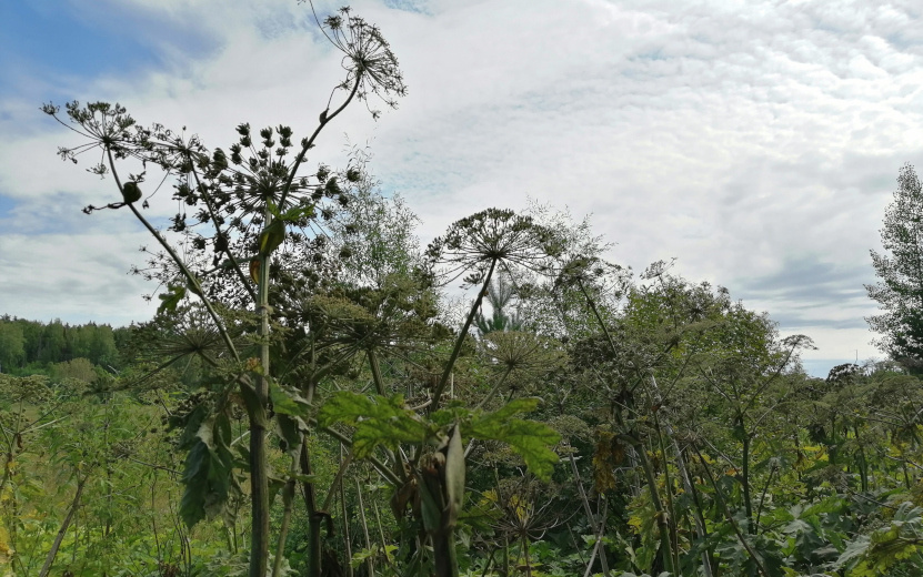    Опрос IZHLIFE: 60% ижевчан считают борщевик серьезной проблемой