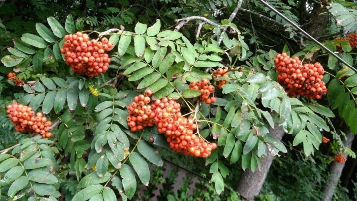 рябина амурская