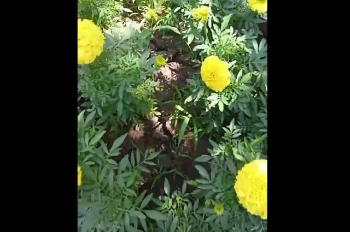    В Махачкале жителей попросили останавливать воровство цветов с клумб