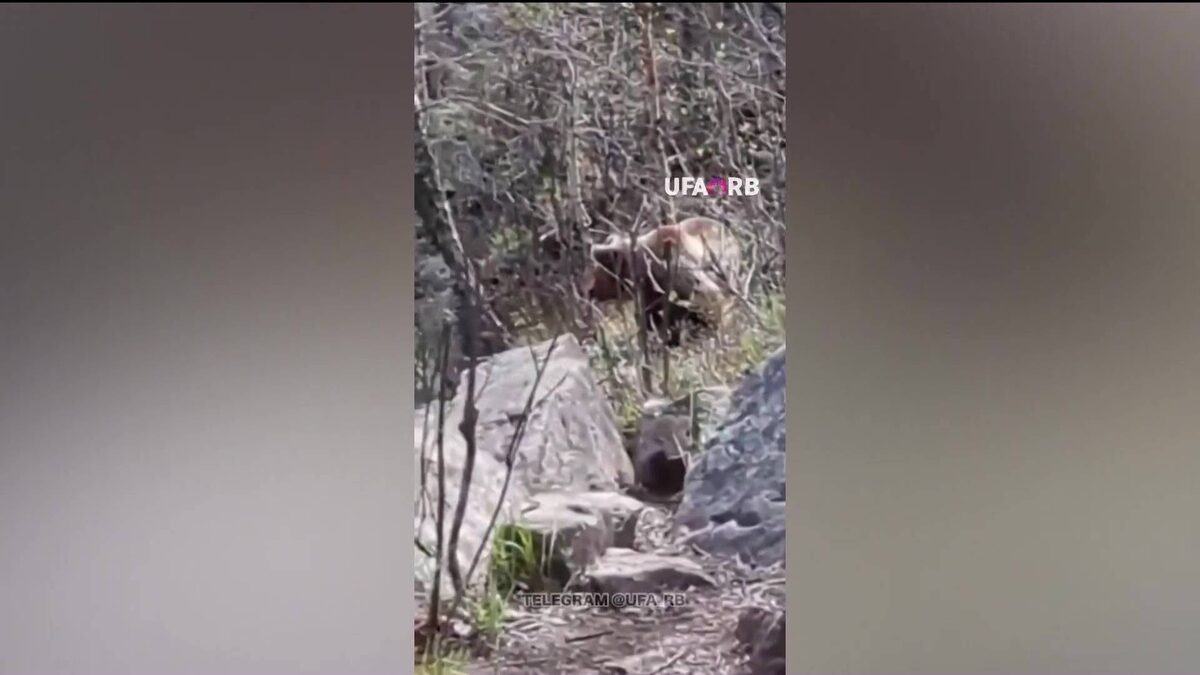    В Минэкологии Башкортостана заявили об опасном росте численности диких животных