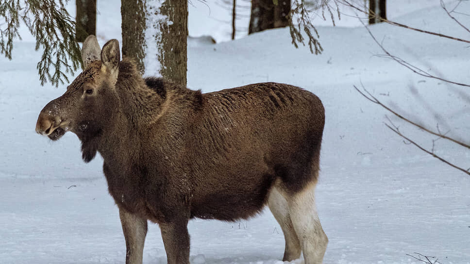 Фото: Алексей Смагин / Коммерсантъ