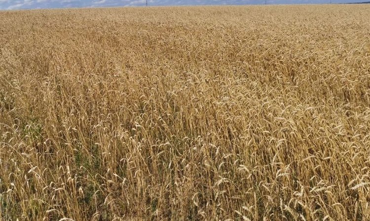    Экономическая выгода от выведения сортов пшеницы в 59 раз превышает затраты на создание этих сортов