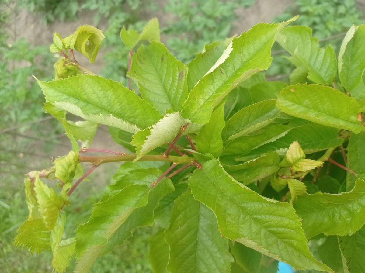 Жёлтая черешня.