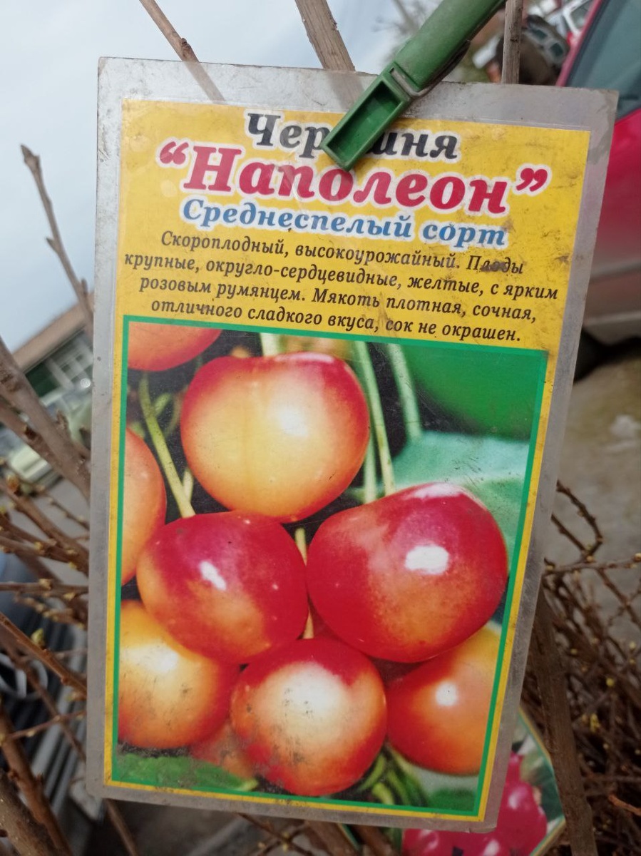 Нашла "бирку" с базарного дня, когда мы эту черешню покупали.