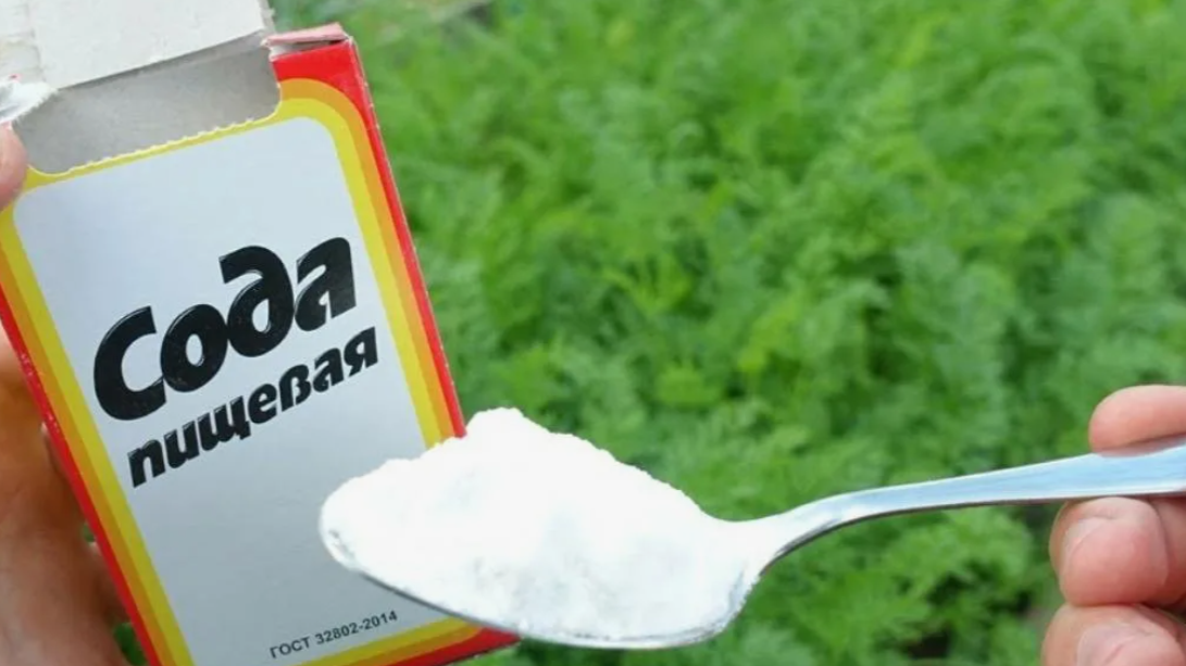 Пищевая сода в огороде