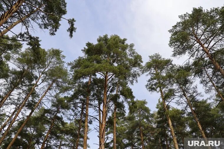 В лесах Курганской области провели обработку от опасного вредителя. Фото: Екатерина Сычкова © URA.RU
