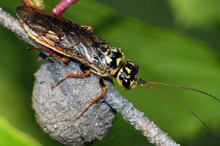 Так выглядит звездчатый пилильщик-ткач. Фото: Сайт koroed-center.ru