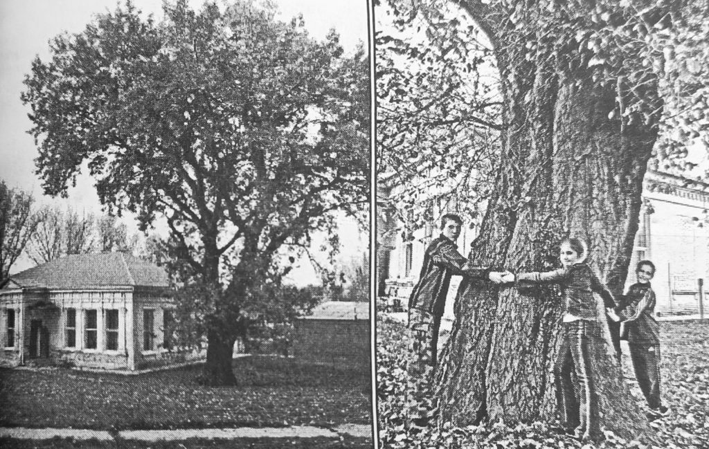    Так выглядел новокорсунский исполин 20 лет назад. Фото Архипа Ларченко. Евгения Мажитова