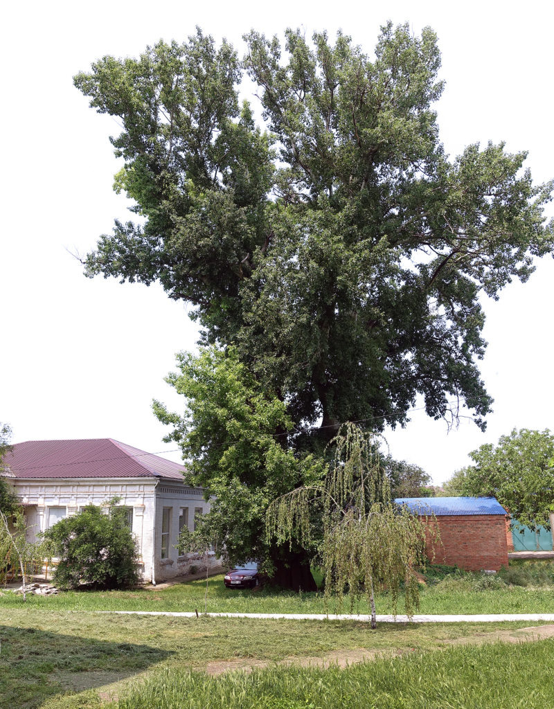    Нынче, на наш взгляд, он выглядит ещё более возмужавшим. Евгения Мажитова