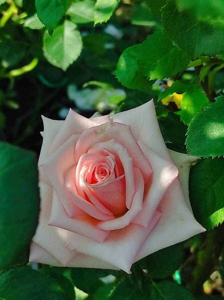 Савой Хотел 