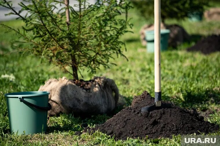 В Кургане высадят деревья и поставят скамейки. Фото: Анна Майорова © URA.RU