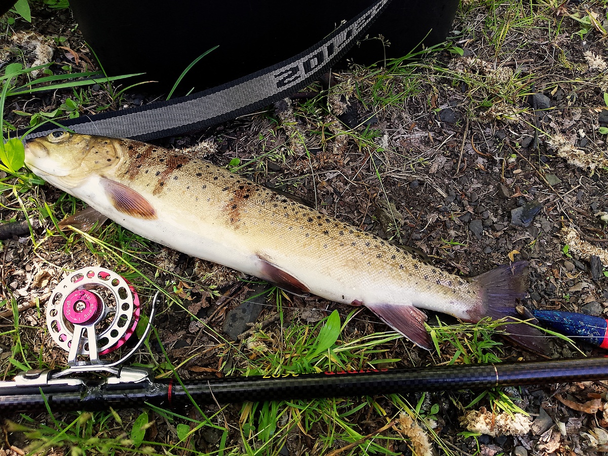 Ленок на поплавочную снасть, 950 гр.