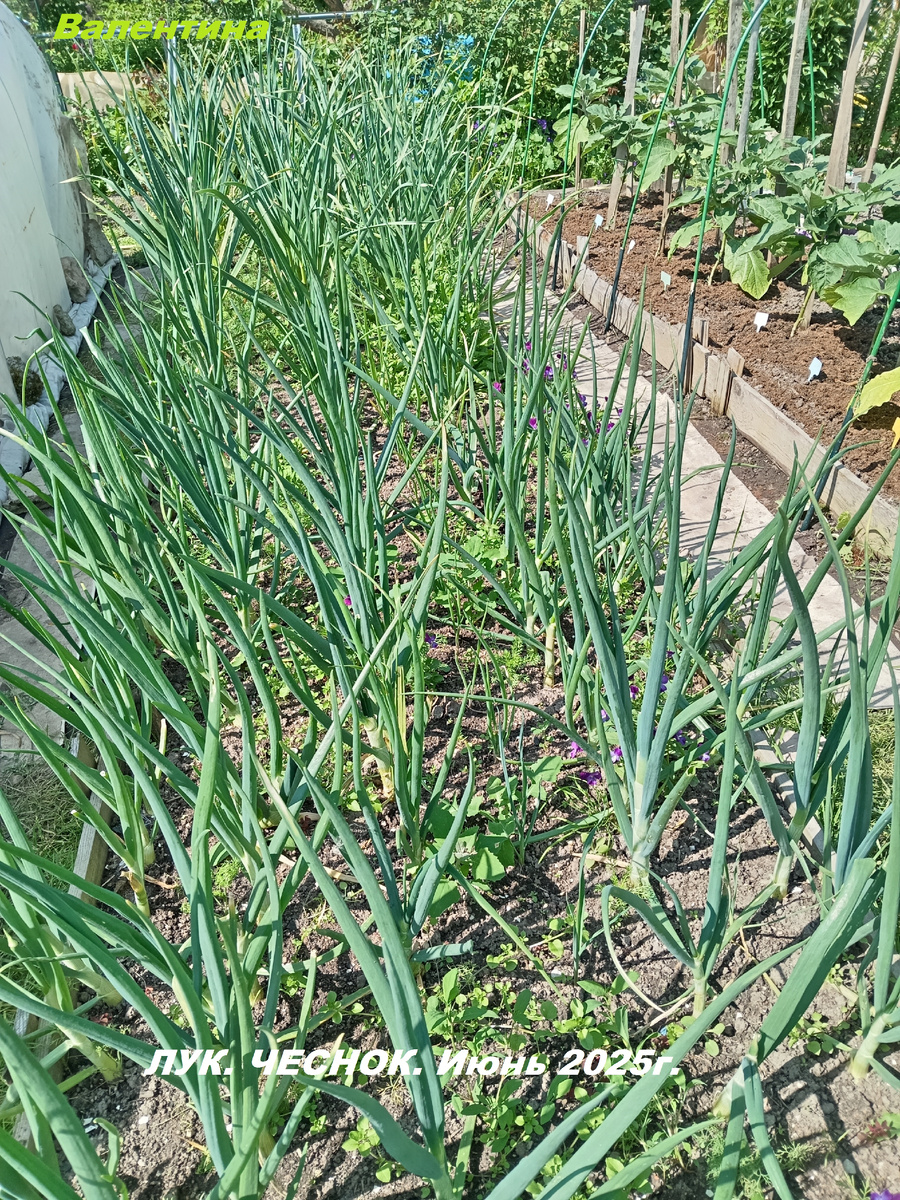 Гряда с луком и чесноком. Июнь 2025 года.