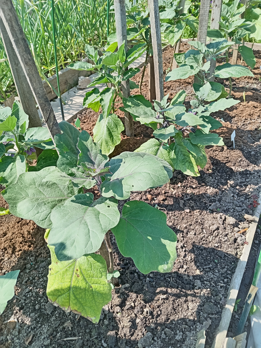 Баклажаны в июне 2025 года.