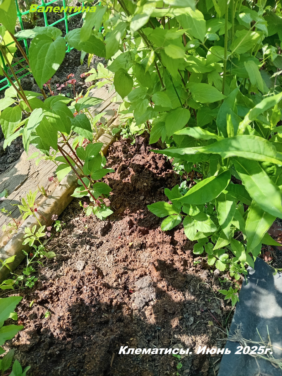 Клематисы в июне 2025 года.