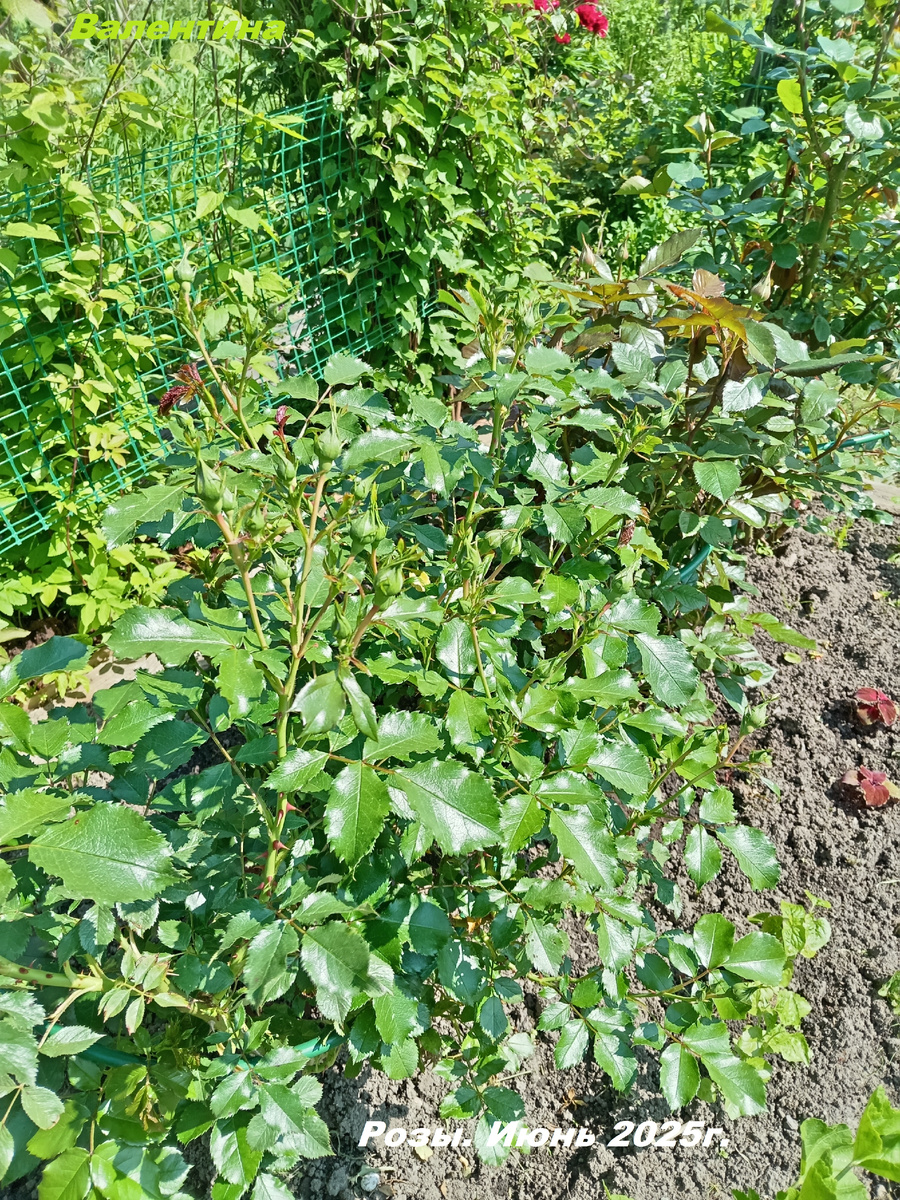 Розы в июне 2025 года.