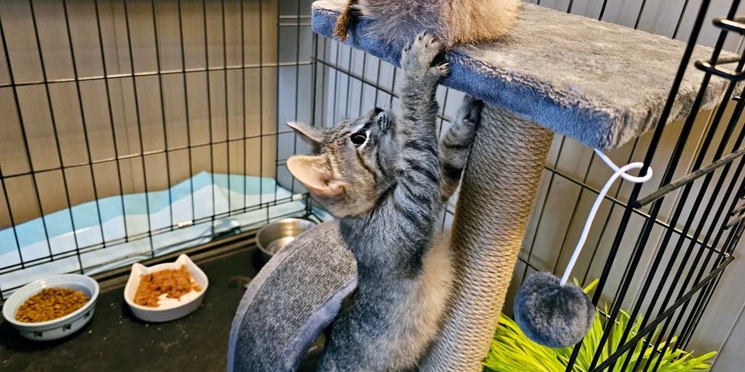 Малышок после обработки вчерашней чувствует себя прекрасно