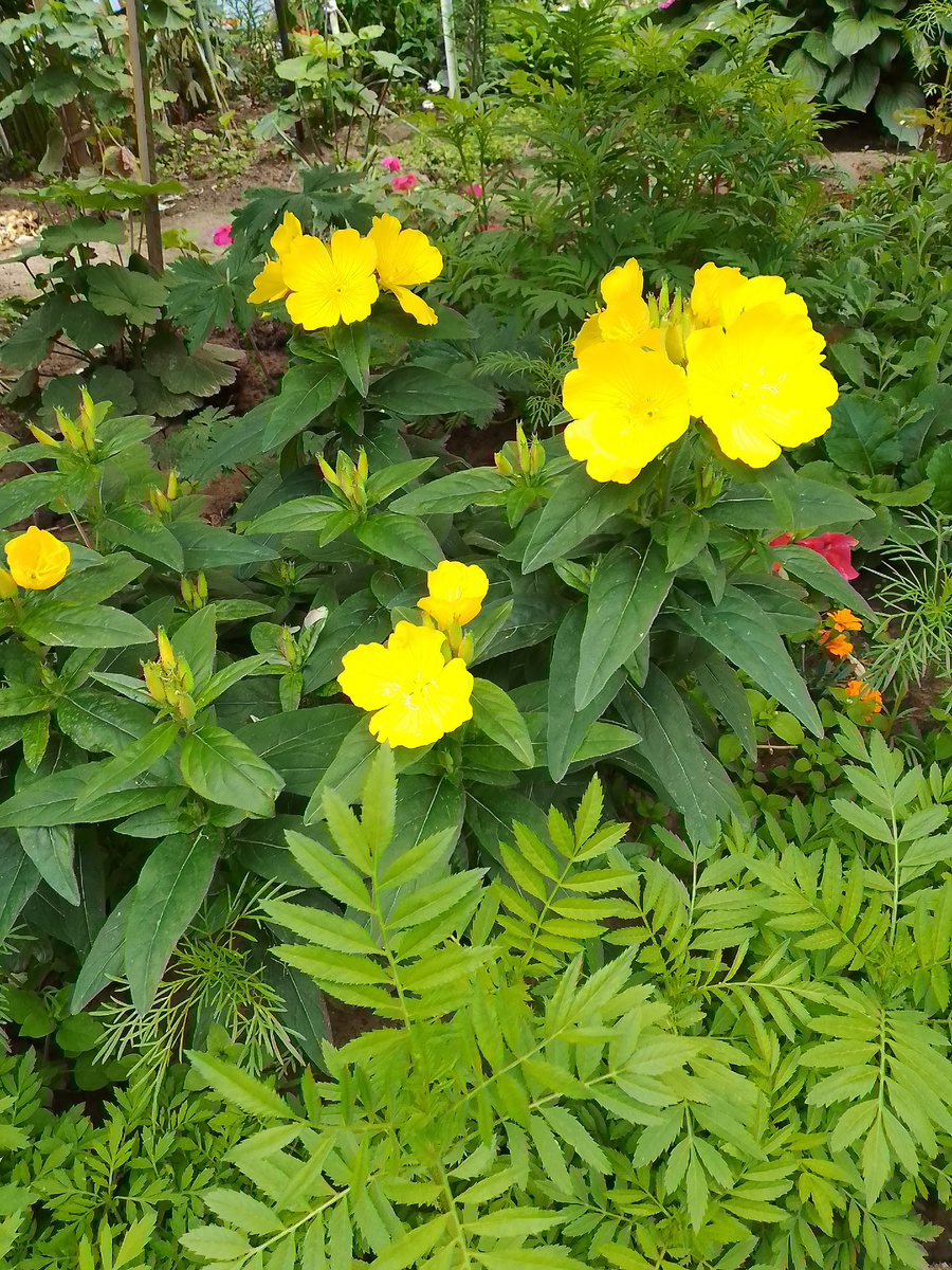 Очередная красота 