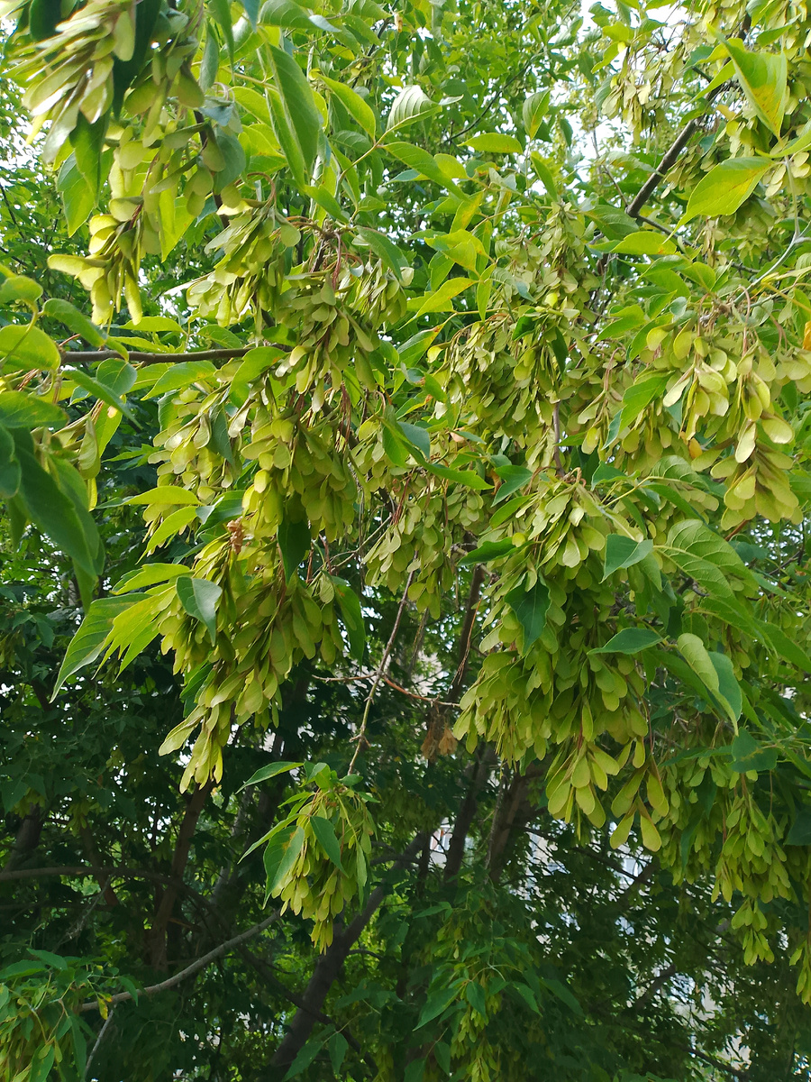 Вертолетики, кто помнит