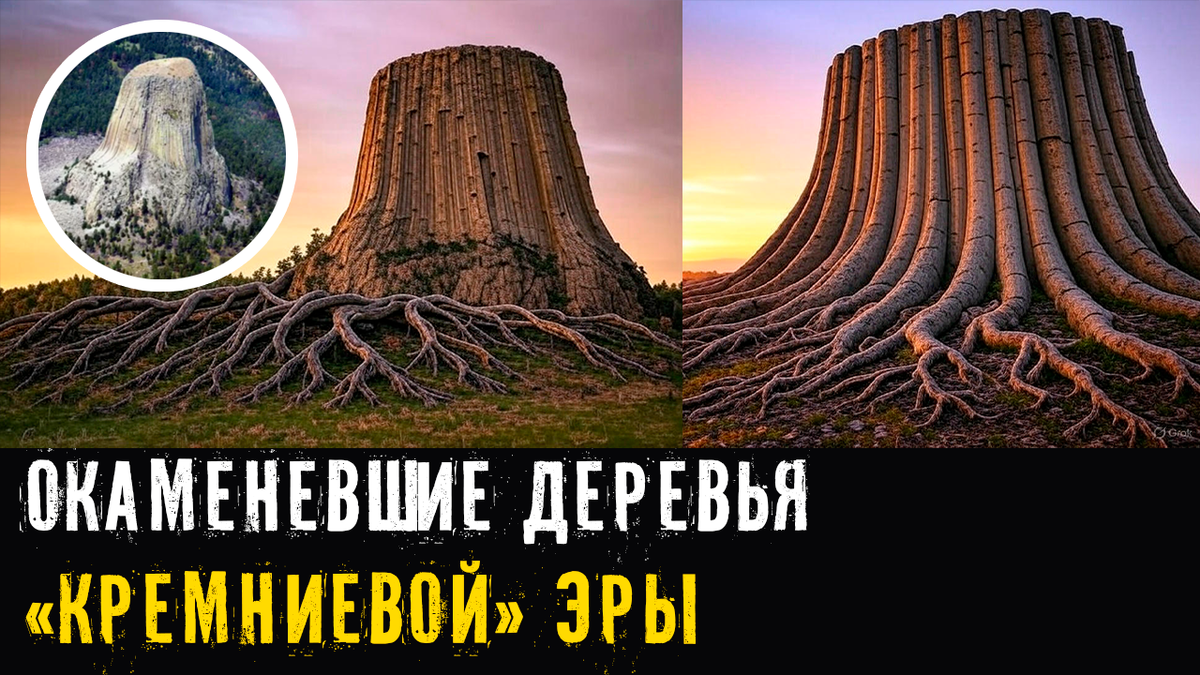 Окаменевшие деревья «кремниевой» эры. Стволы высотой в 100 километров и пни как горы