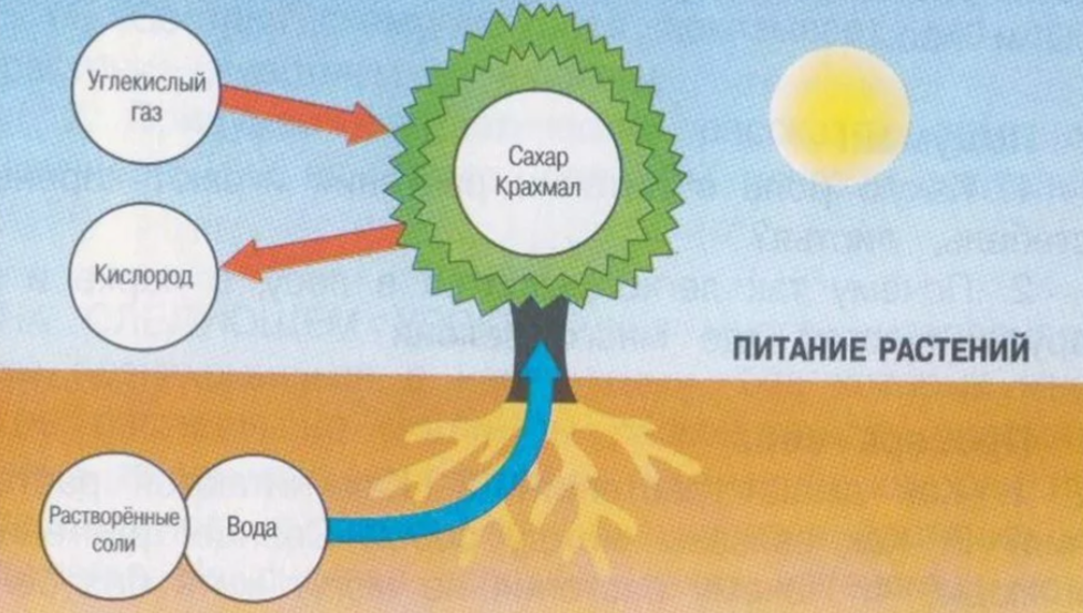 питание растений