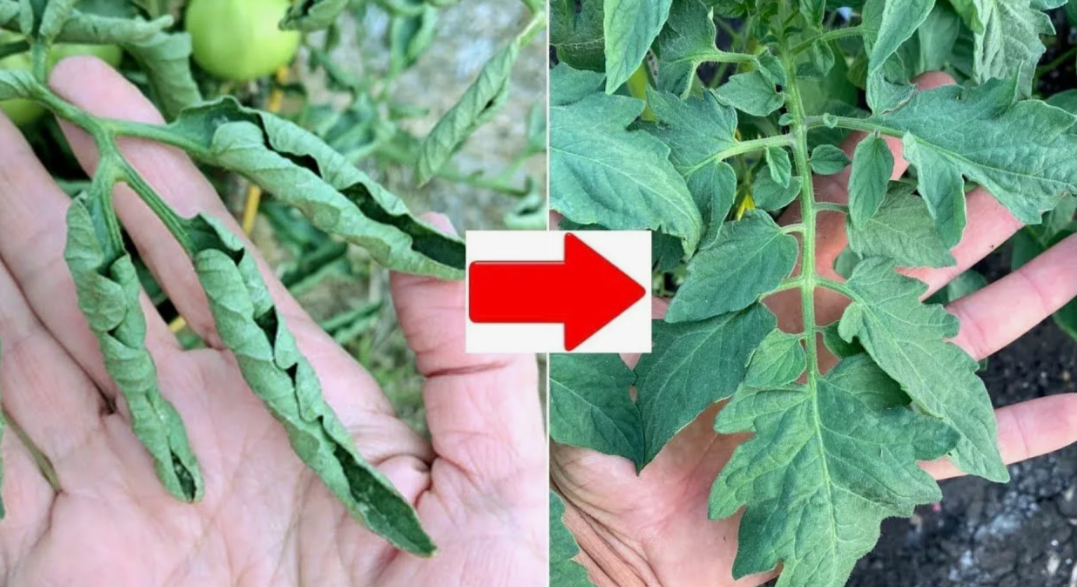 признаки дефицита при изобилии удобрений