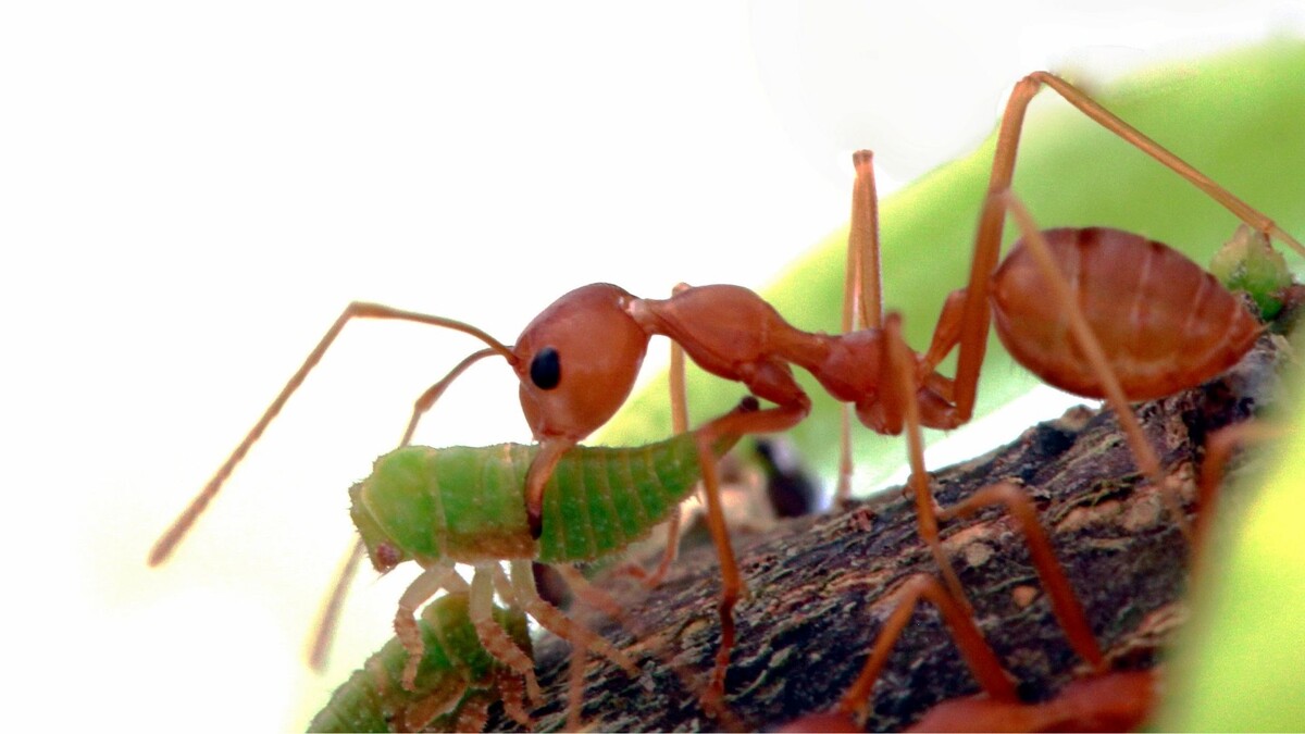 Муравьи, как "транспорт" - переносят тлю