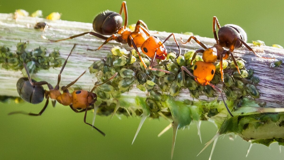 Истинные фермеры: поглаживают тлю усиками (стимулируют) для выделения пади (сладкого сиропа).