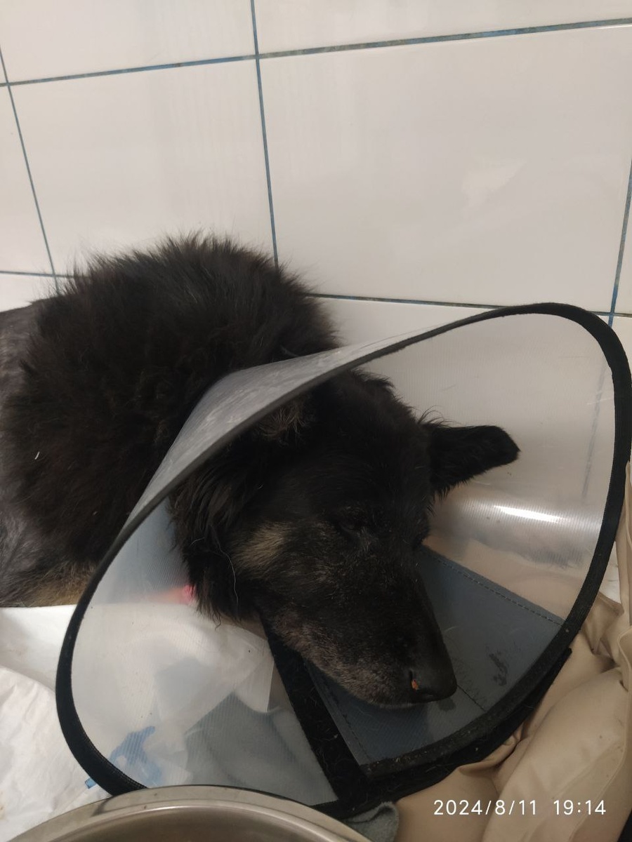 Начало истории было очень грустным, даже трагическим. Но собаке пришли на помощь люди