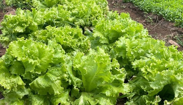    Фото: Надир Родригес