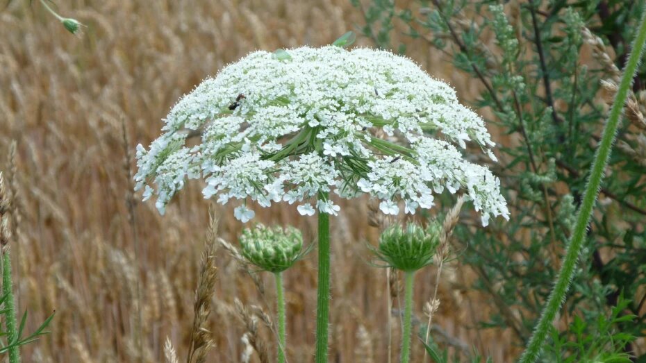    Автор фото: pxhere.com