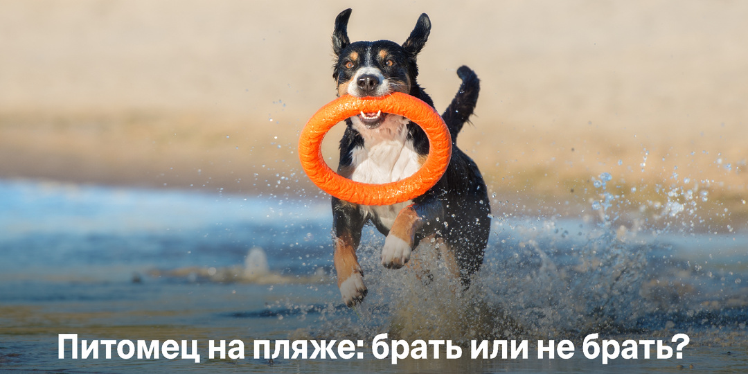 Питомец на пляже: брать или не брать? Правила безопасности