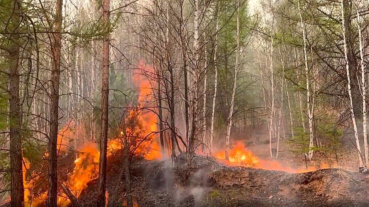    Фото: Федеральная Авиалесоохрана