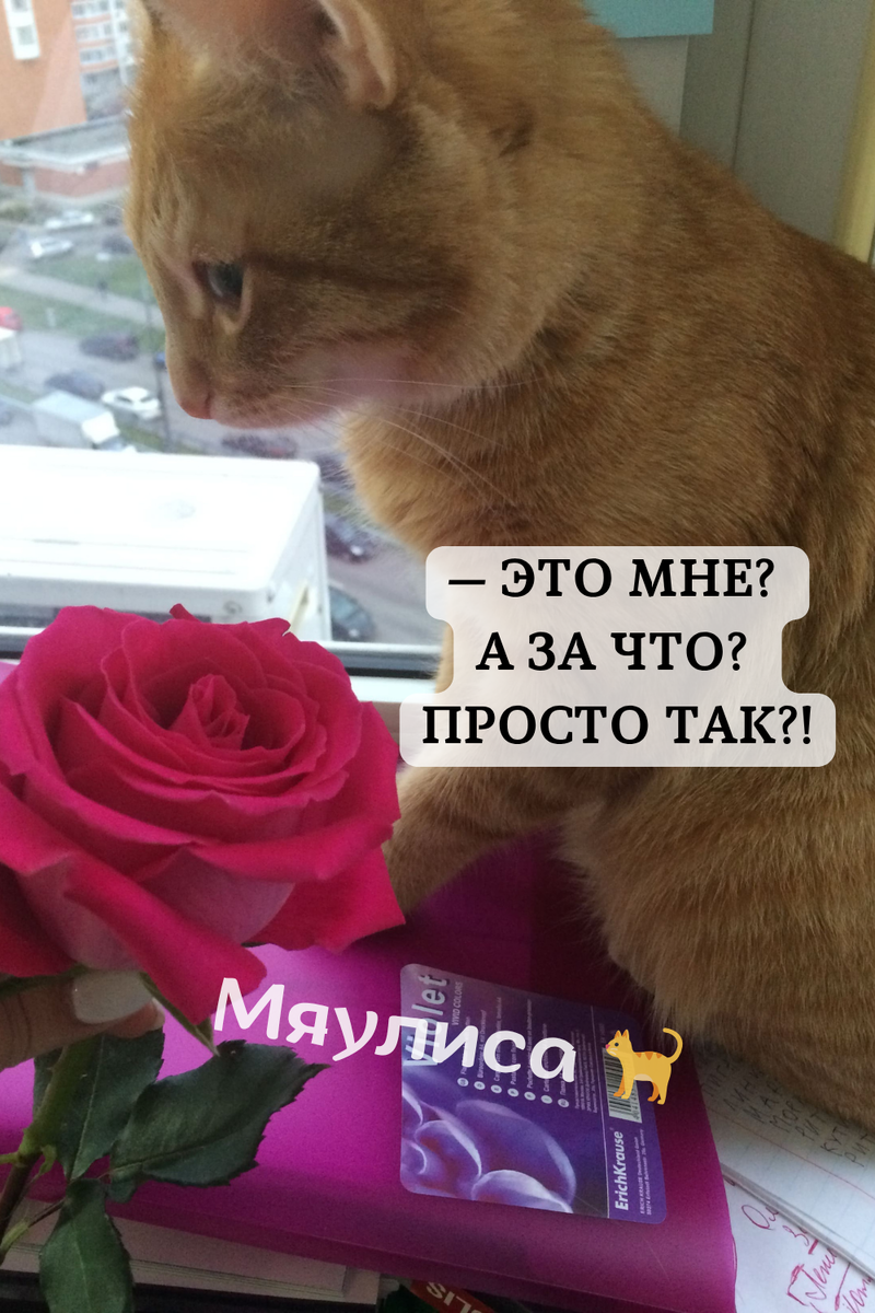 Фото: Василиса и розочка — автор: Каролина, @Myaulisa