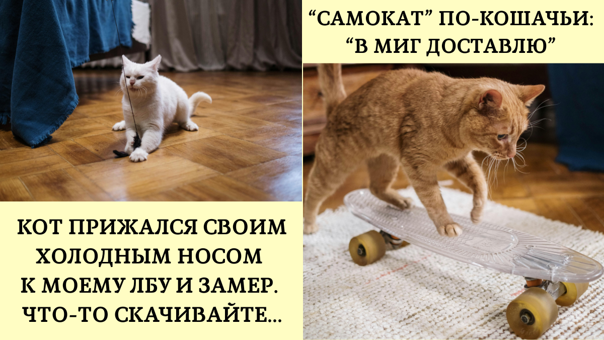 Фото: Коты в делах — сток Pexels, бесплатная лицензия 