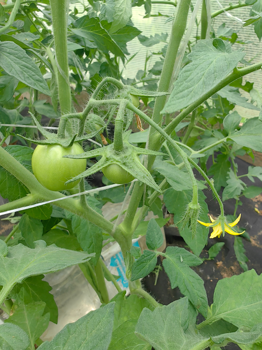 томат Снегирь