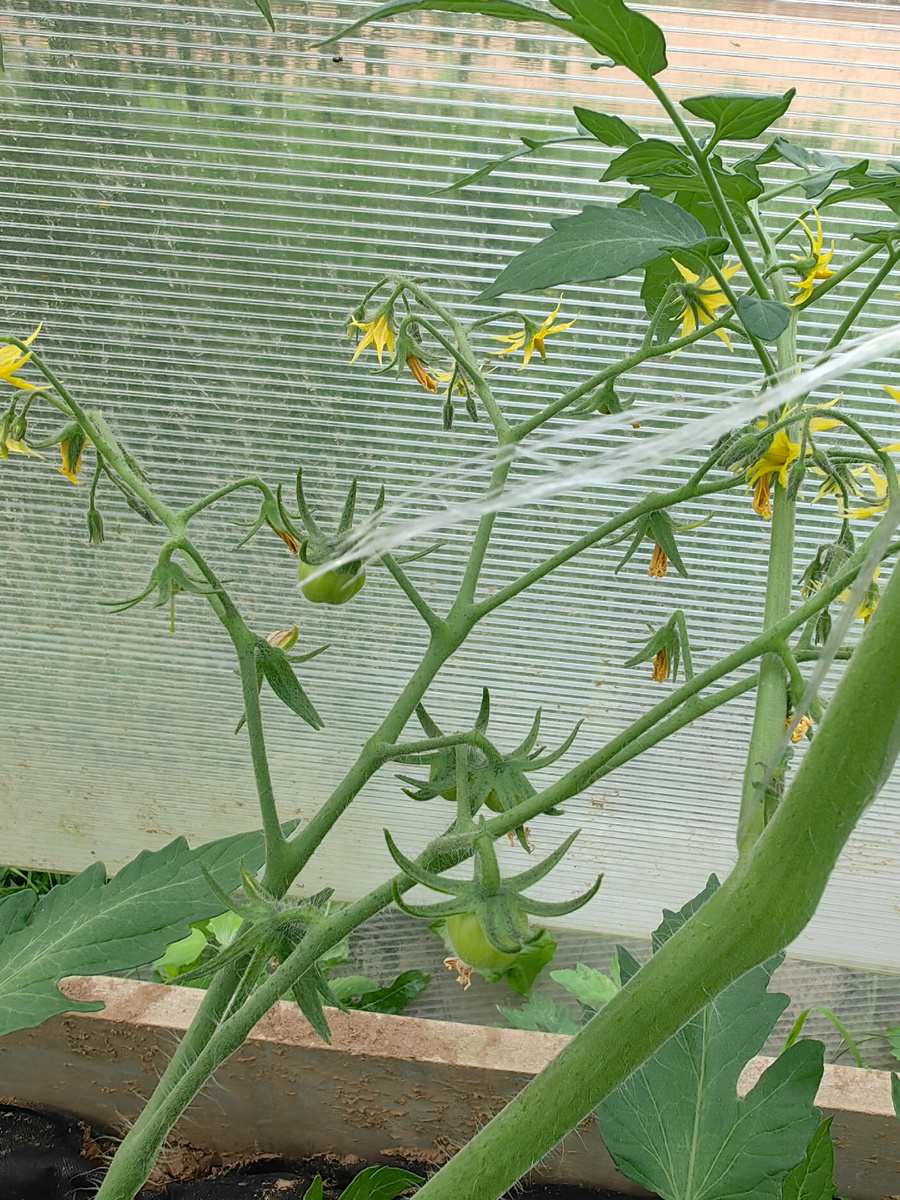 томат Аккордеон